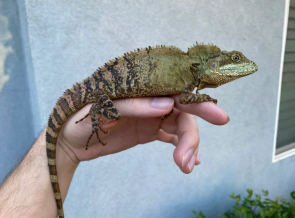 solomon tree dragon for sale solomon tree dragon for sale