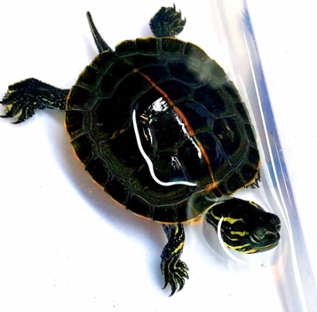 southern painted turtle for sale southern painted turtle for sale