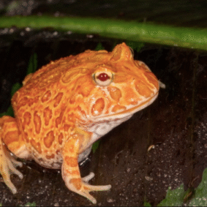 strawberry pacman frog for sale