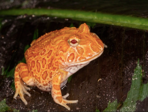 strawberry pacman frog for sale strawberry pacman frog for sale