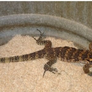 sumbawa water monitor for sale