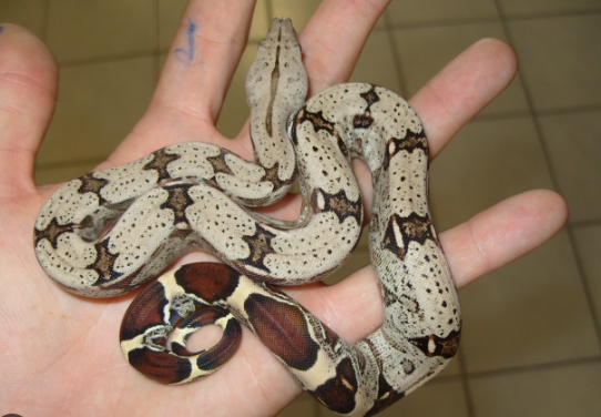 suriname red tail boa for sale suriname red tail boa for sale