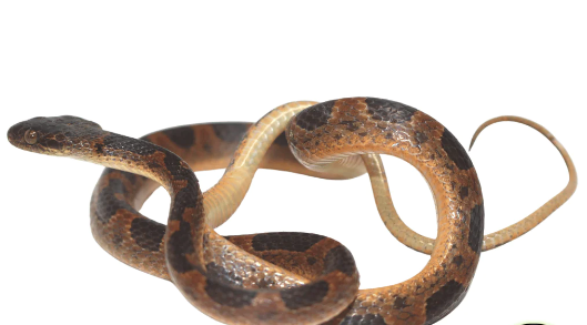 suriname cat eye snake for sale suriname cat eye snake for sale
