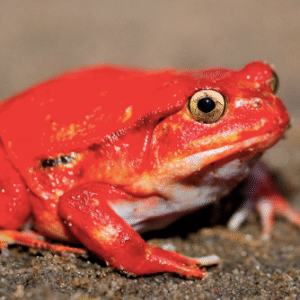 tomato frog for sale
