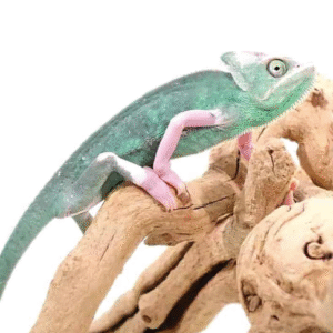 translucent veiled chameleon (9 11 inch)