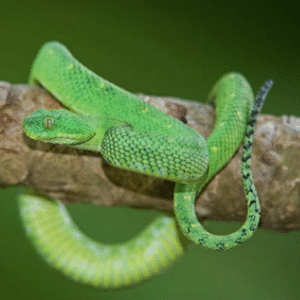 west african bush viper for sale