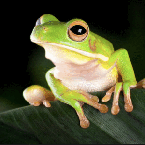 white lipped tree frog for sale
