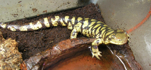 yellow barred tiger salamander for sale yellow barred tiger salamander for sale