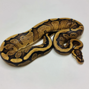 yellow belly ball python for sale