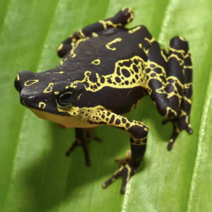 yellow harlequin toad for sale