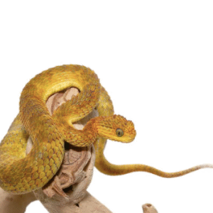 baby yellow orange squamigera bush viper for sale
