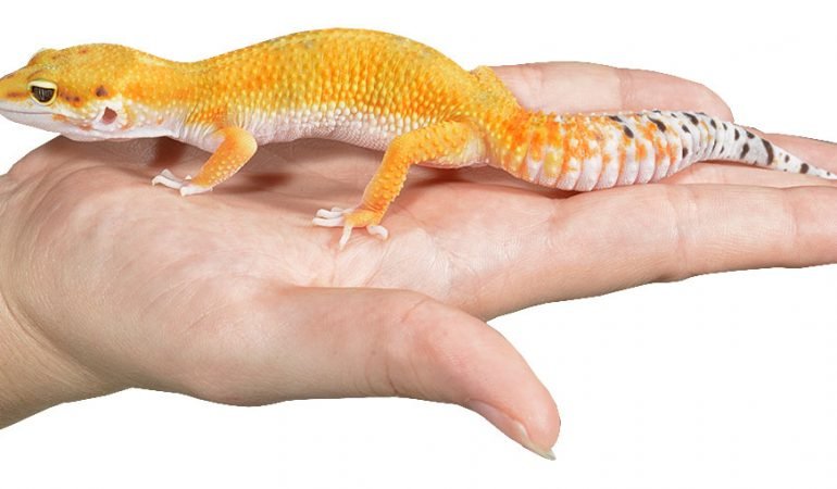 leopardgeckoshipping 3ld1dhx3axrdoct9sxkjd6