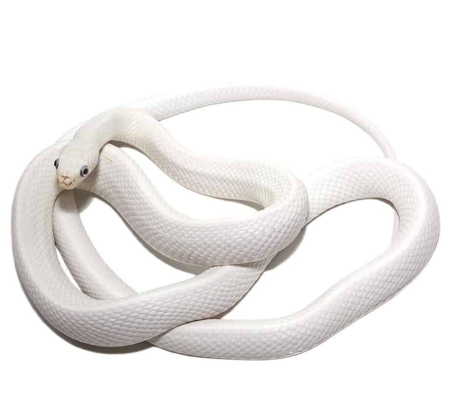 leucistic texas rat snake for sale leucistic texas rat snake for sale