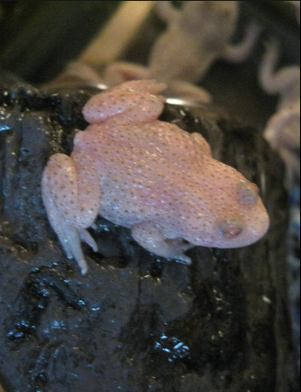 albino firebelly toad for sale