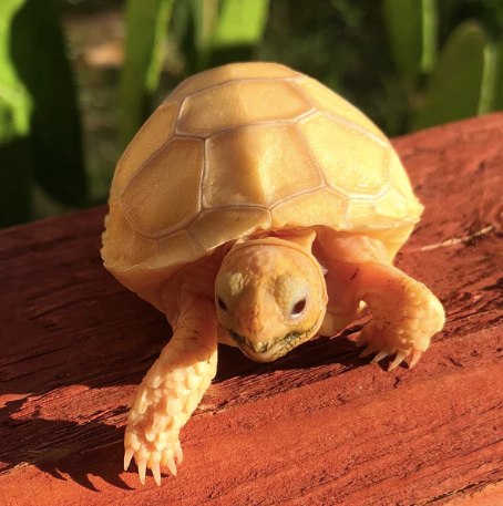 Albino Sulcata Tortoise for Sale albino sulcata tortoise for sale 1