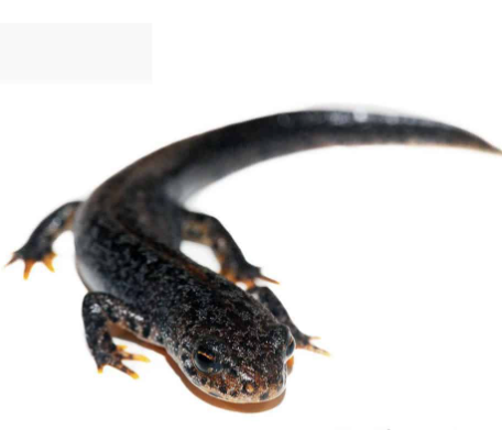 alpine newt for sale
