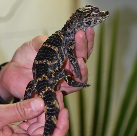 American Alligator For Sale american alligator 1