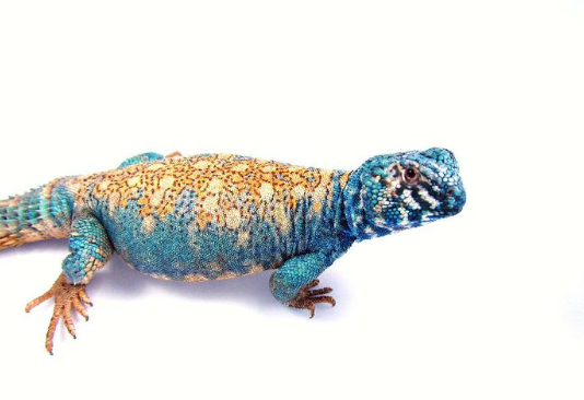 arabian blue philbyi uromastyx for sale