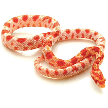 Albino Corn Snake for Sale corn snake for sale 2