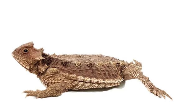 Desert Horned Lizard for Sale desert horned lizard for sale