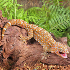 albino tokay gecko for sale