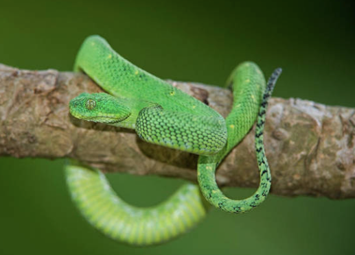 West African Bush Viper For Sale west african bush viper for sale