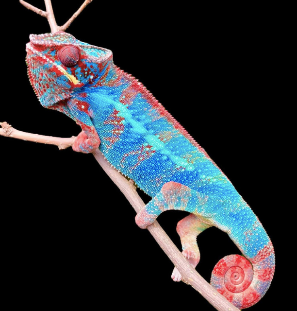 Ambilobe Panther Chameleon for Sale ambilobe panther chameleon for sale