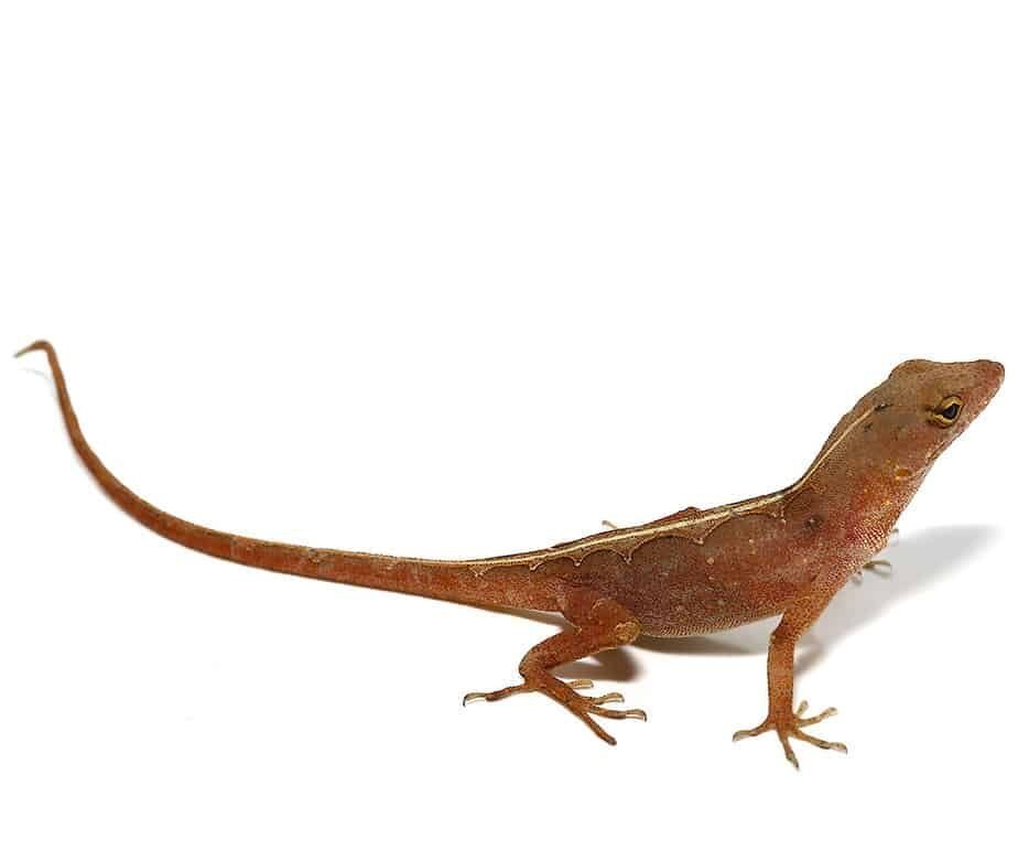 aztec chili pepper anole for sale aztec chili pepper anole for sale