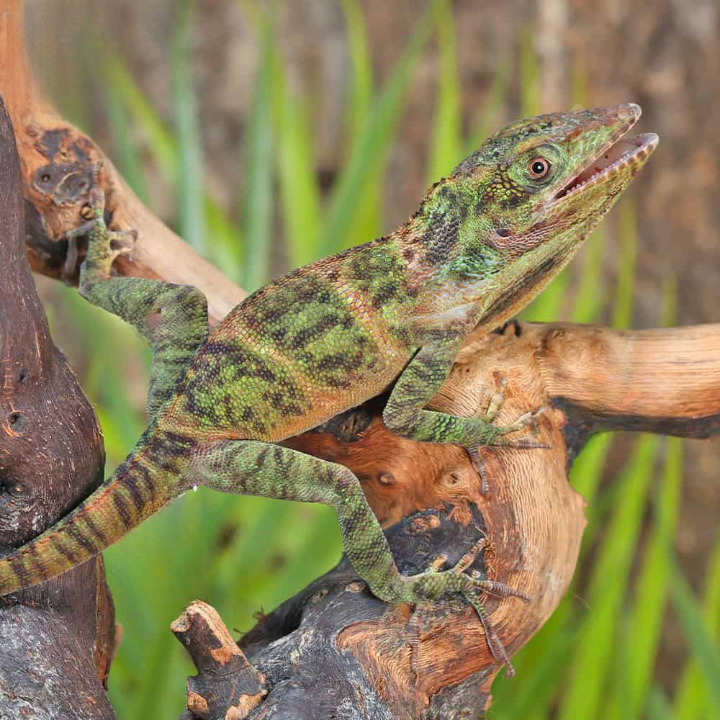 baby giant western anole cleanup