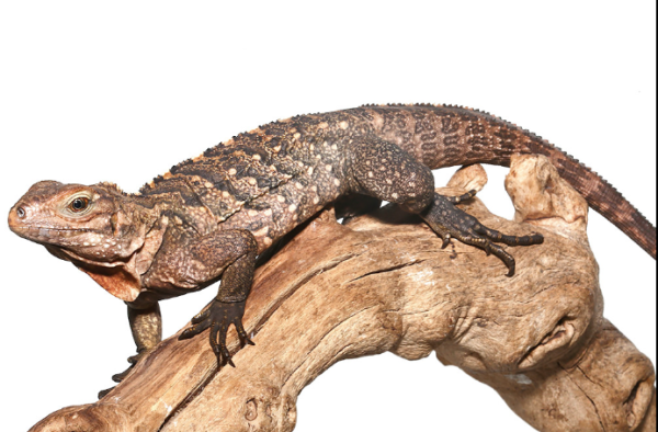 cuban rock iguana hybrid 600x394 1
