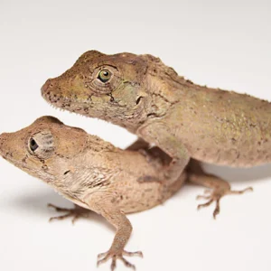 false chameleon anole for sale
