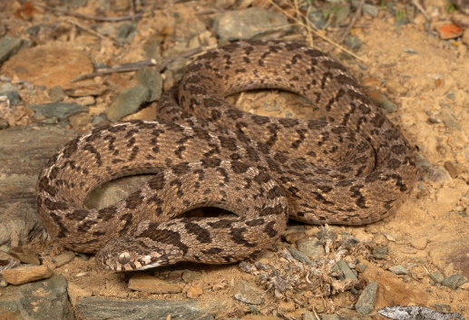 west african egg eating snake