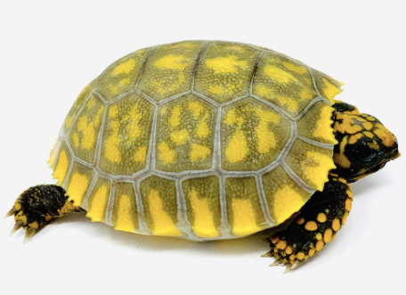 Yellow Foot Tortoise for Sale yellow foot tortoise for sale 1