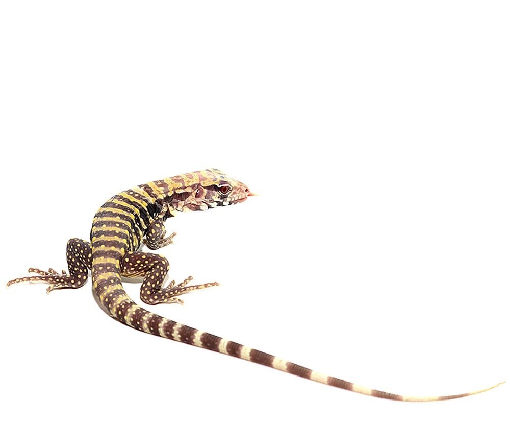 albino blue tegu for sale albino blue tegu for sale
