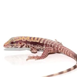 albino lemon ice tegu for sale