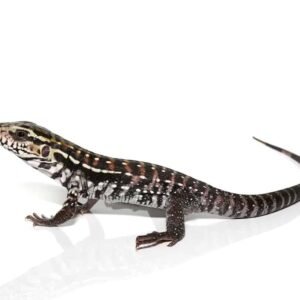 anery red tegu for sale