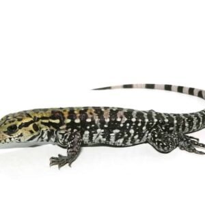 anery super red tegu for sale