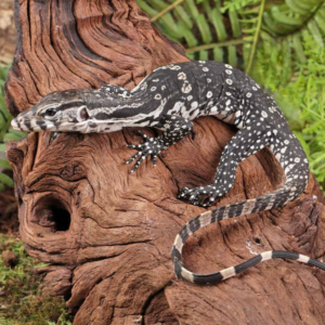 baby axanthic water monitor for sale