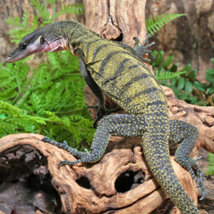 banded peach throat monitor for sale