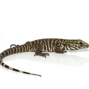 bruiser tegu for sale