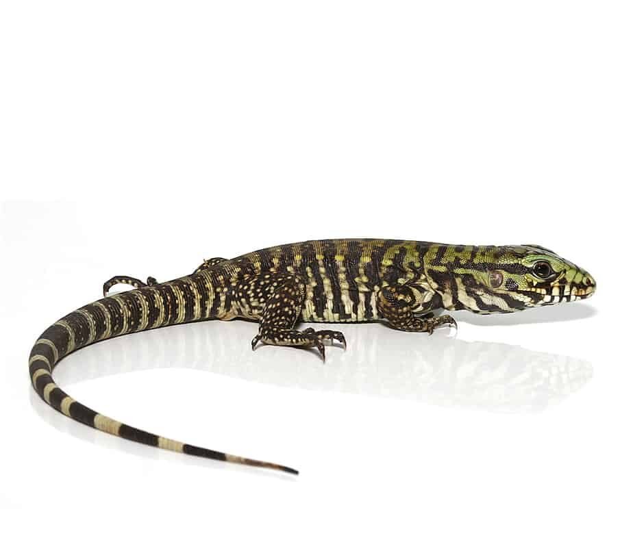 bruiser tegu for sale bruiser tegu for sale