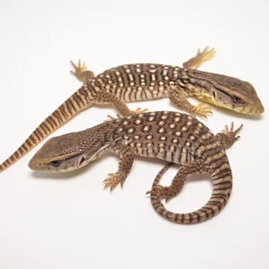 juvenile south african white throat monitor for sale