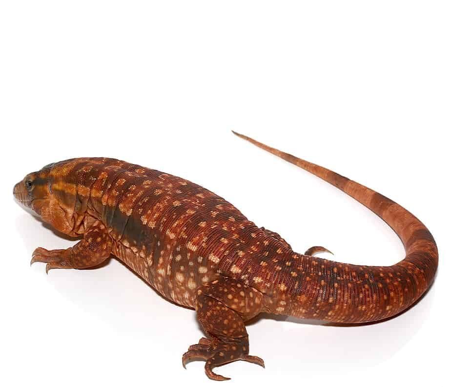 juvenile argentine red tegu for sale juvenile argentine red tegu for sale