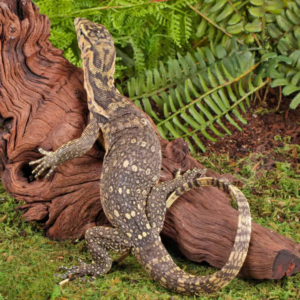 juvenile sumbawa water monitor for sale