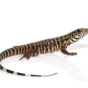 ‘merica tegu for sale