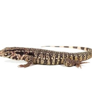paraguayan red tegu for sale
