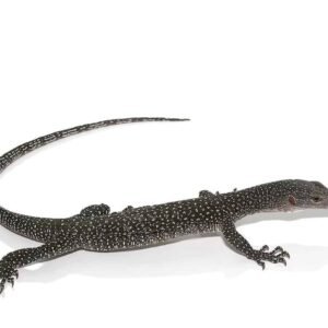 silver phase solomon island mangrove monitor for sale