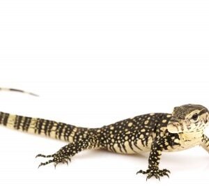 javan water monitor for sale