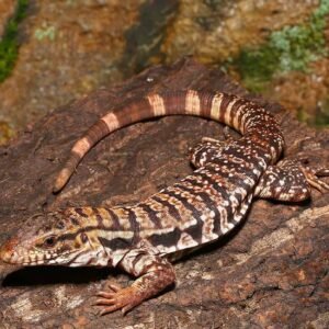yearling high white red tegu for sale