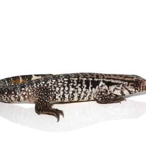 yearling snowmaker tegu for sale